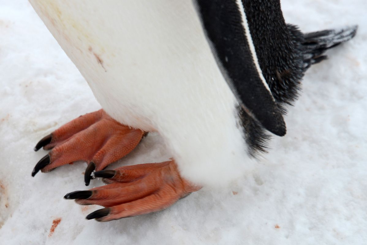 03E Close Up Of The Feet of A Gentoo Penguin At Neko Harbour On Quark Expeditions Antarctica Cruise
